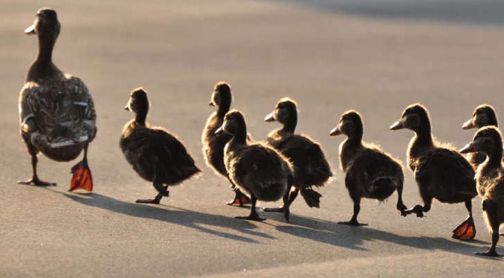 Firefighters Save Baby Ducks with YouTube Duck Decoy