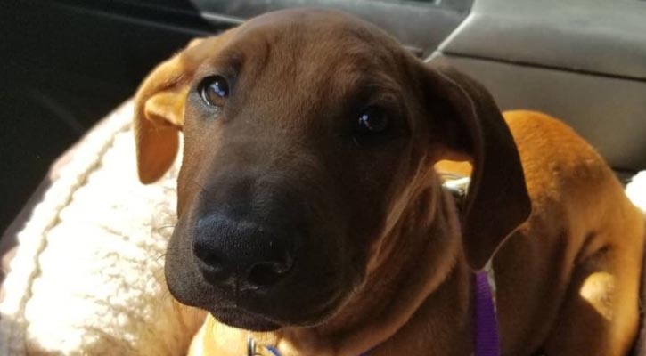 Dispatcher Names Emotional Support Dog 'Sully' - after Sacramento officer Sullivan