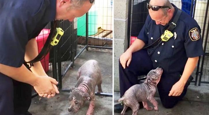 Firefighter's Reunion with Rescued Pit Bull Pup Too Cute for Words