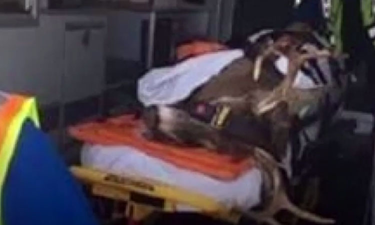 Deer Transported by Ambulance